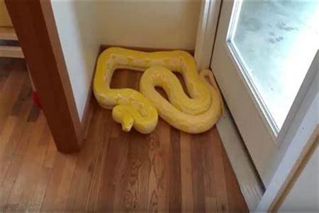 家裡不能養兩隻狗 蛇进屋 预兆